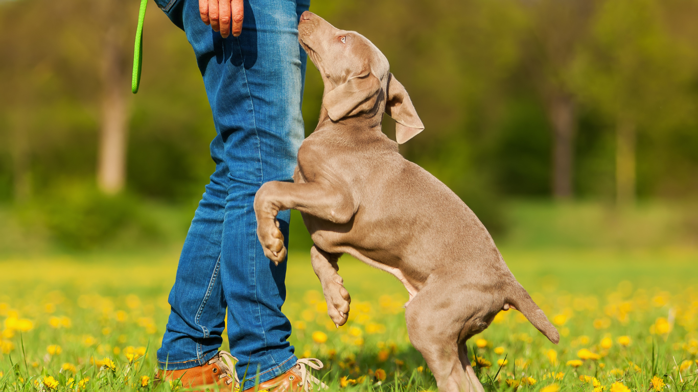 A person is playing with a puppy in a field of dandelions.