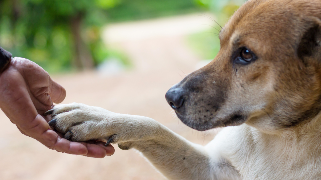 A person is holding a dog 's paw in their hand.
