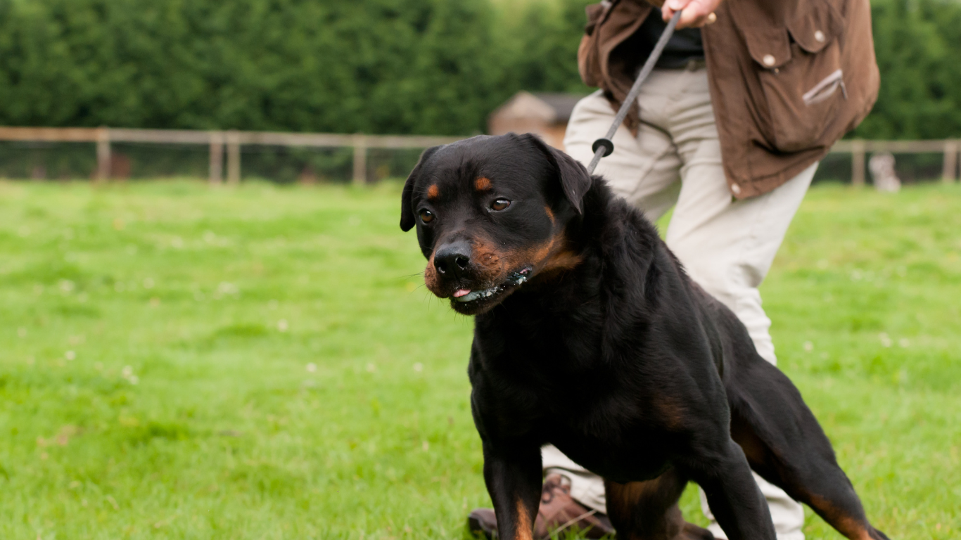A man is walking a large black dog on a leash in a field.