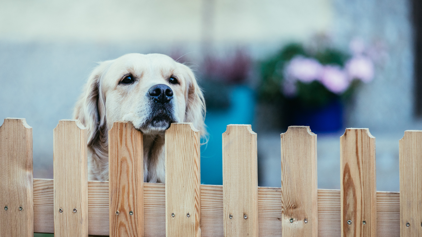 A dog is looking over a wooden fence.
