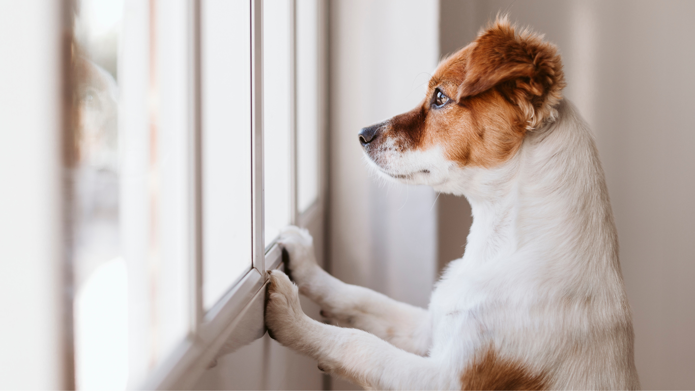 A brown and white dog is looking out of a window.