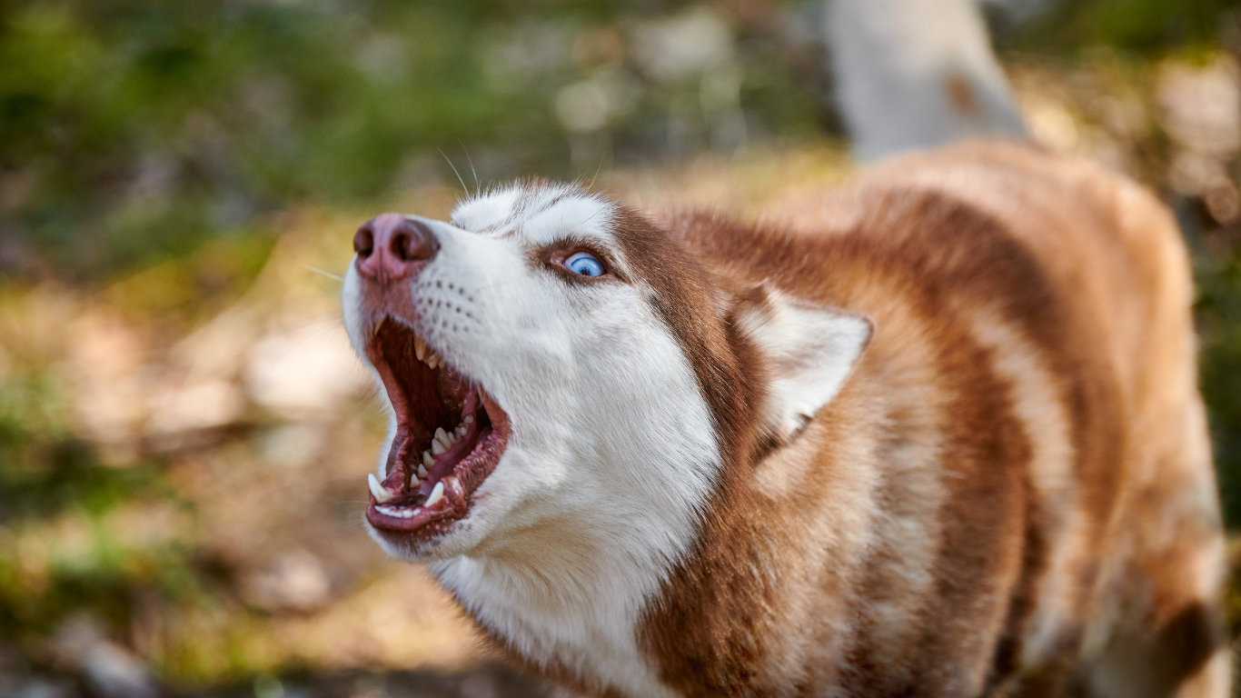 A brown and white husky dog is barking with its mouth open.