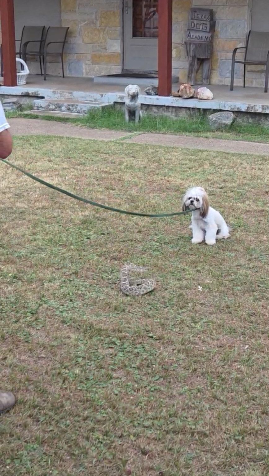Dog on leash stares at a rattlesnake on grass, with person holding leash.