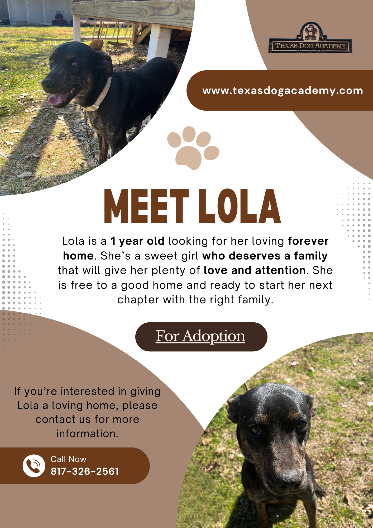 Adoption flyer for Lola, a 1-year-old dog, featuring photos of her, contact information, and website.