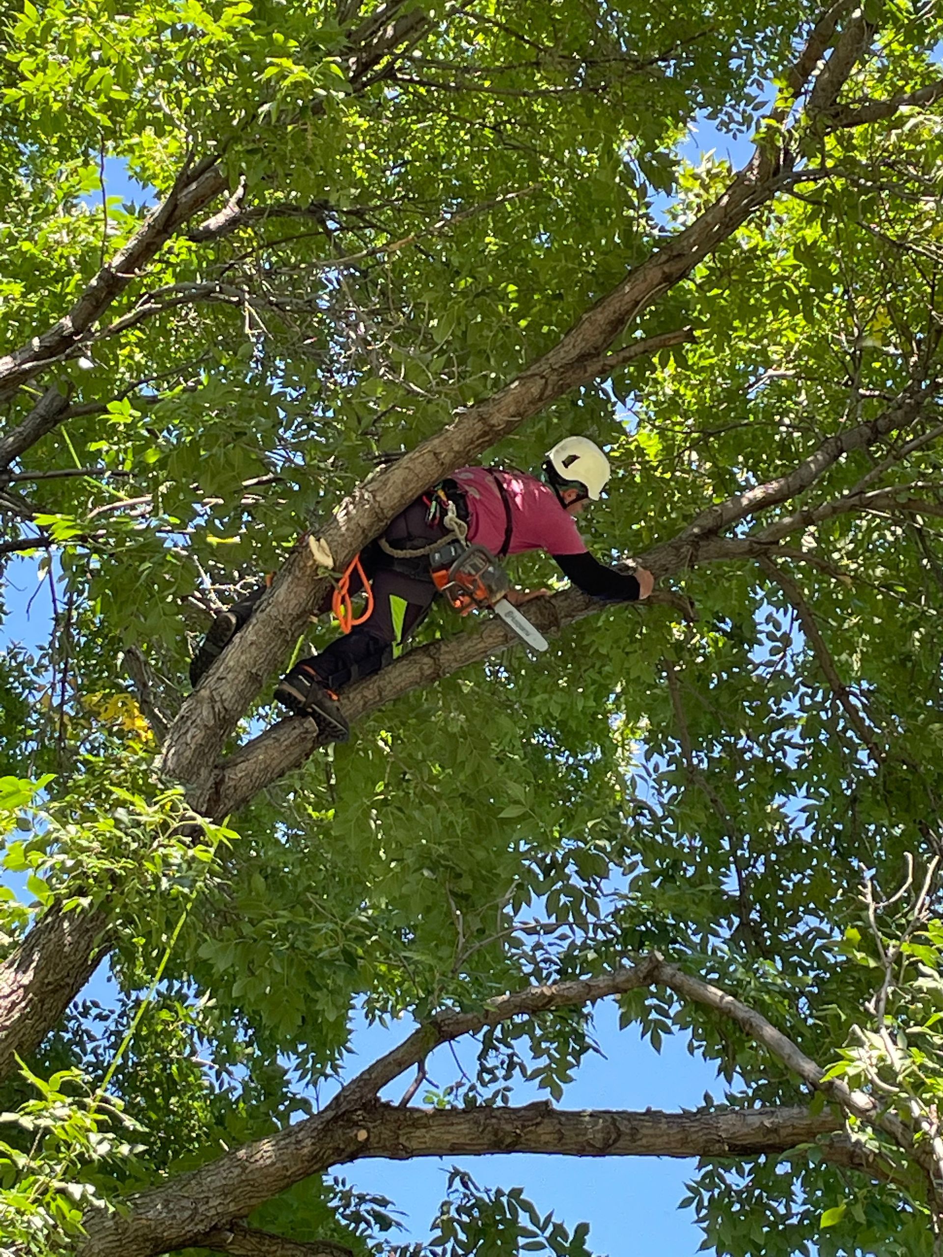 Tree climber pruning a tree