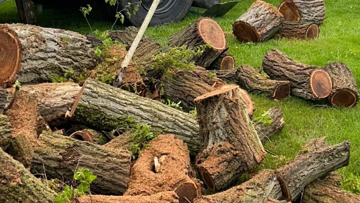 A pile of freshly cut wood logs scattered on a green grass lawn.