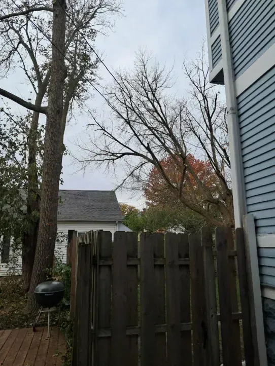 A view of a backyard featuring a wooden fence, a kettle grill on a deck, a large tree, and a blue-sided house.