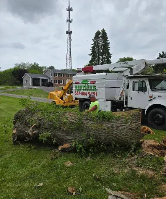 Workers using a wood chipper to clear a large fallen tree beside a utility truck and house