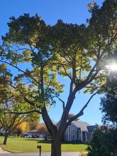 A large tree with green and yellow autumn leaves stands in a grassy front yard with a house in the background.