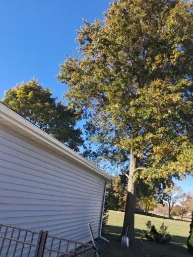 A side view of a light-colored vinyl-sided house next to a large, leafy green tree under a clear, bright blue sky.