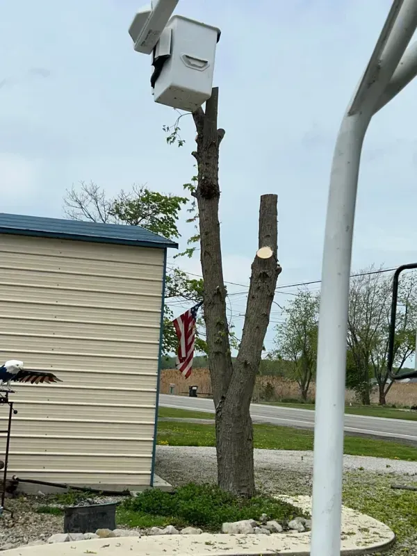 A utility bucket truck parked next to a partially trimmed tree and a small shed, with an American flag hanging on the trunk.