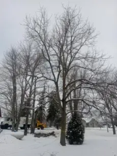 A large, leafless deciduous tree stands in a snow-covered yard, with a yellow truck parked in the background.
