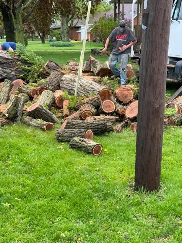 A person in a gray shirt and blue jeans walks through a yard filled with stacked, freshly cut tree logs.