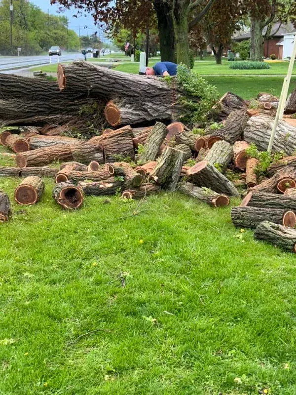 A large fallen tree has been cut into logs and scattered across a grassy lawn near a road.