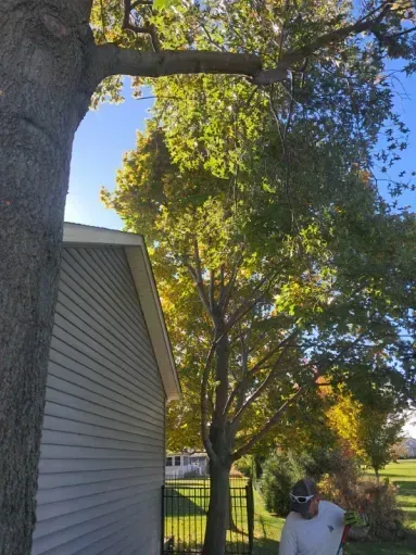 A person stands near the side of a house, trimming a large tree branch extending over the roof.