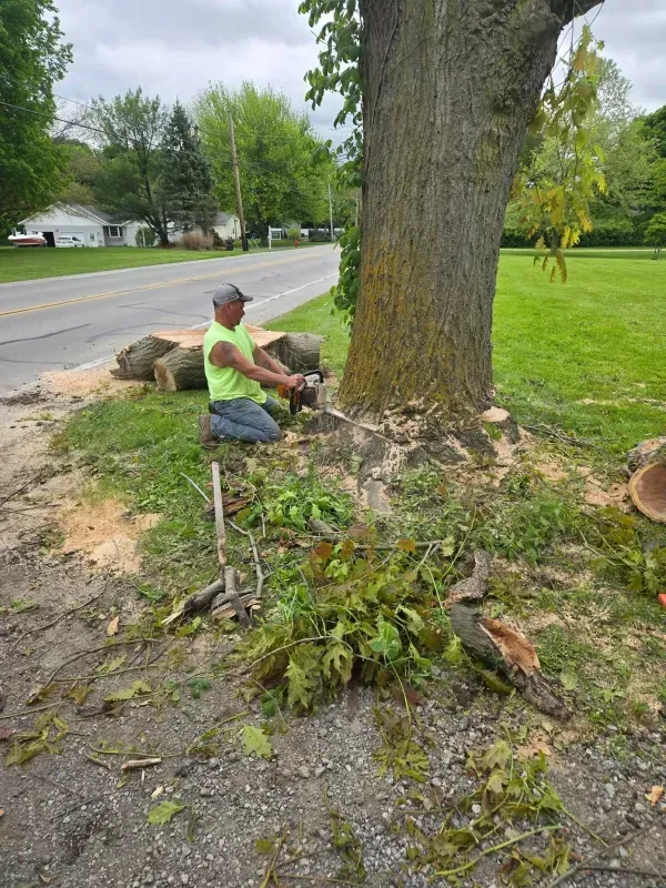 A person in a neon yellow shirt kneels on the grass, using a chainsaw to cut a large tree trunk near a road.
