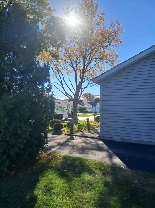 A sunny view of a tree and a sidewalk between a large green shrub and the side of a light-colored building.