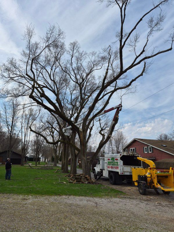 Tree removal crew using a bucket truck to trim a large leafless tree in a suburban yard