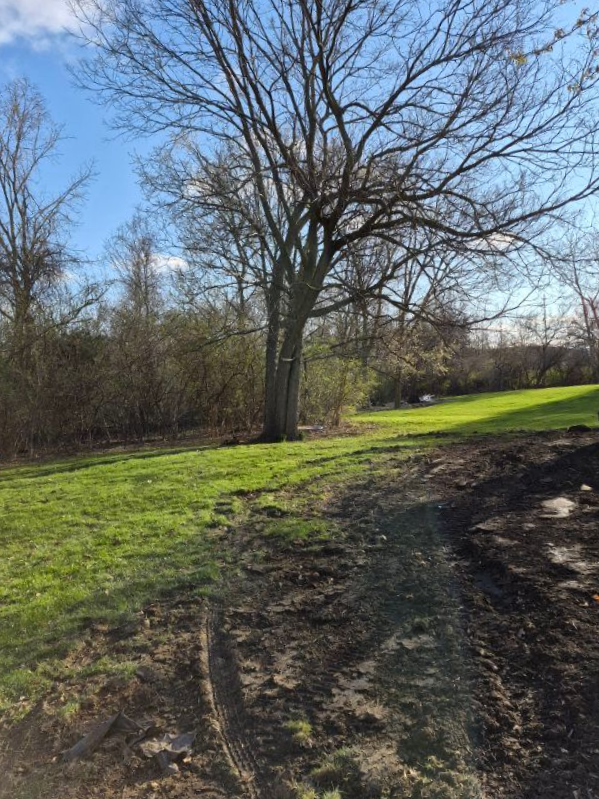 Leafless tree beside a muddy dirt path in a sunny green field under a blue sky