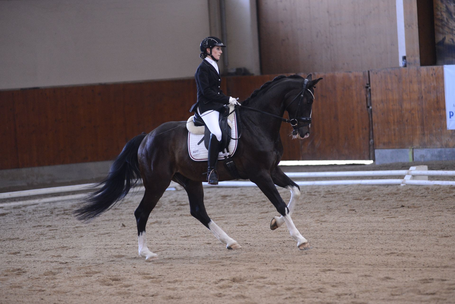 Torres GMS Jungpferdeprüfung