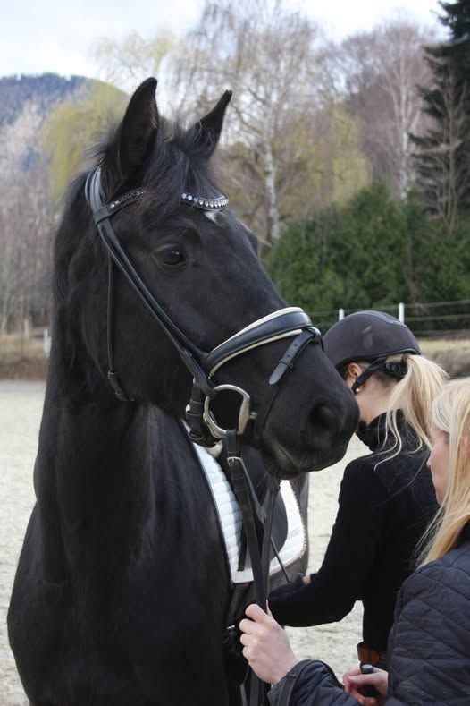 Chici Mici GMS im Portrait