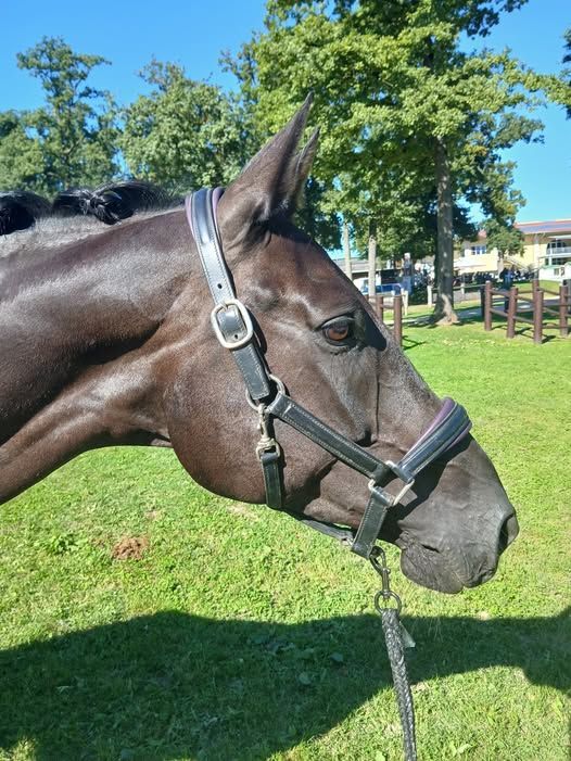 Welpere in Stadl Paura