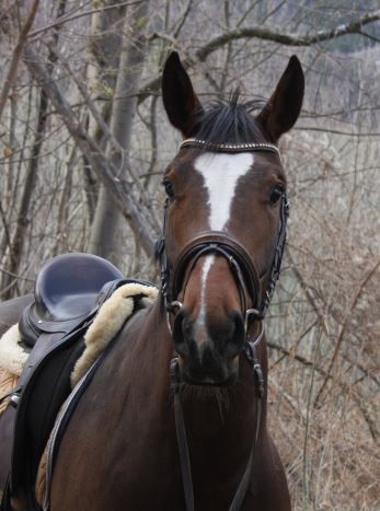 Sun Delight im Portrait