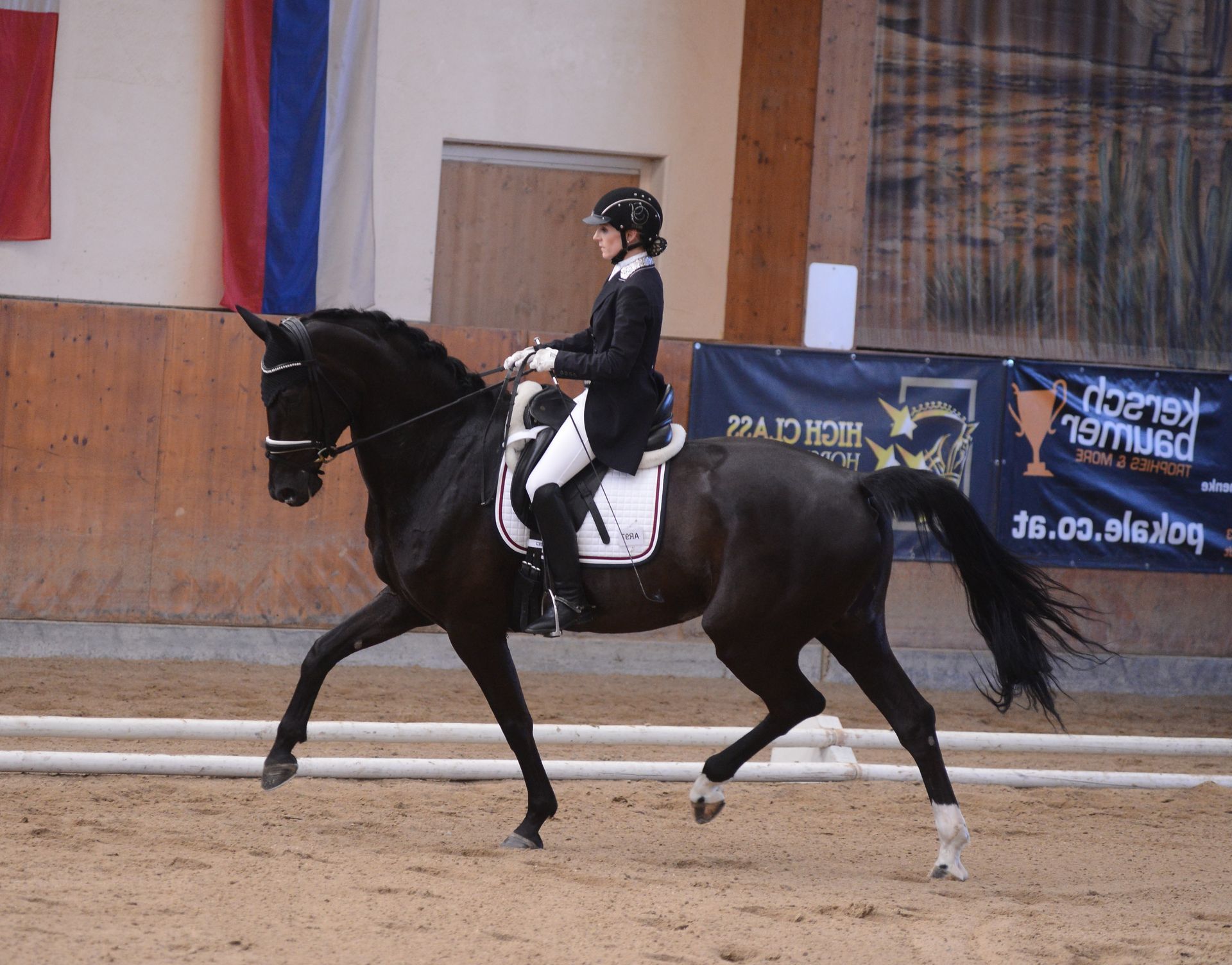 Welpere GMS als Jungpferd