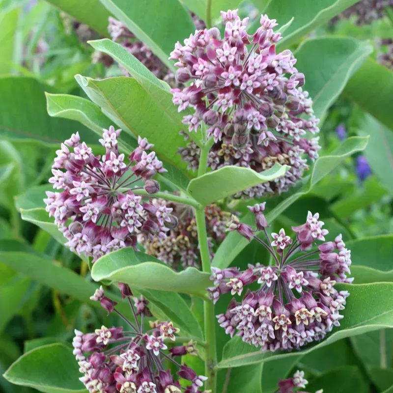 common milkweed flowers