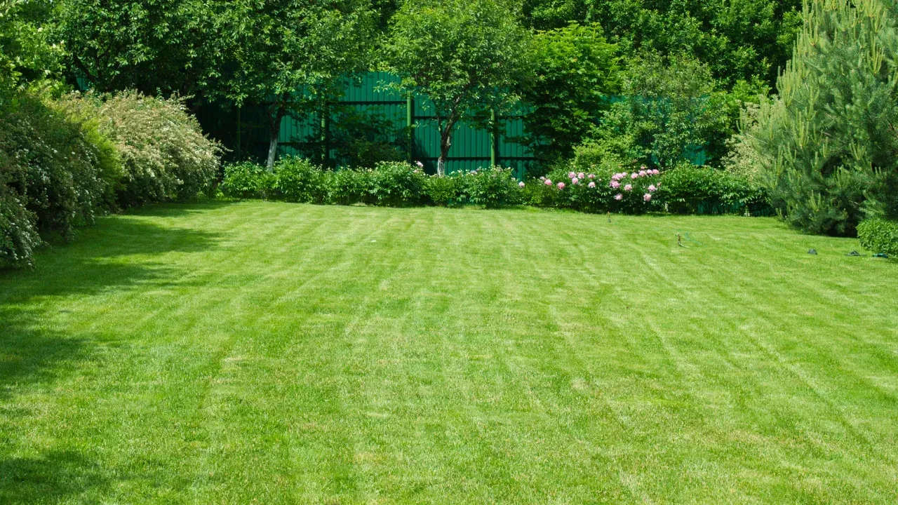 a lush grassy yard