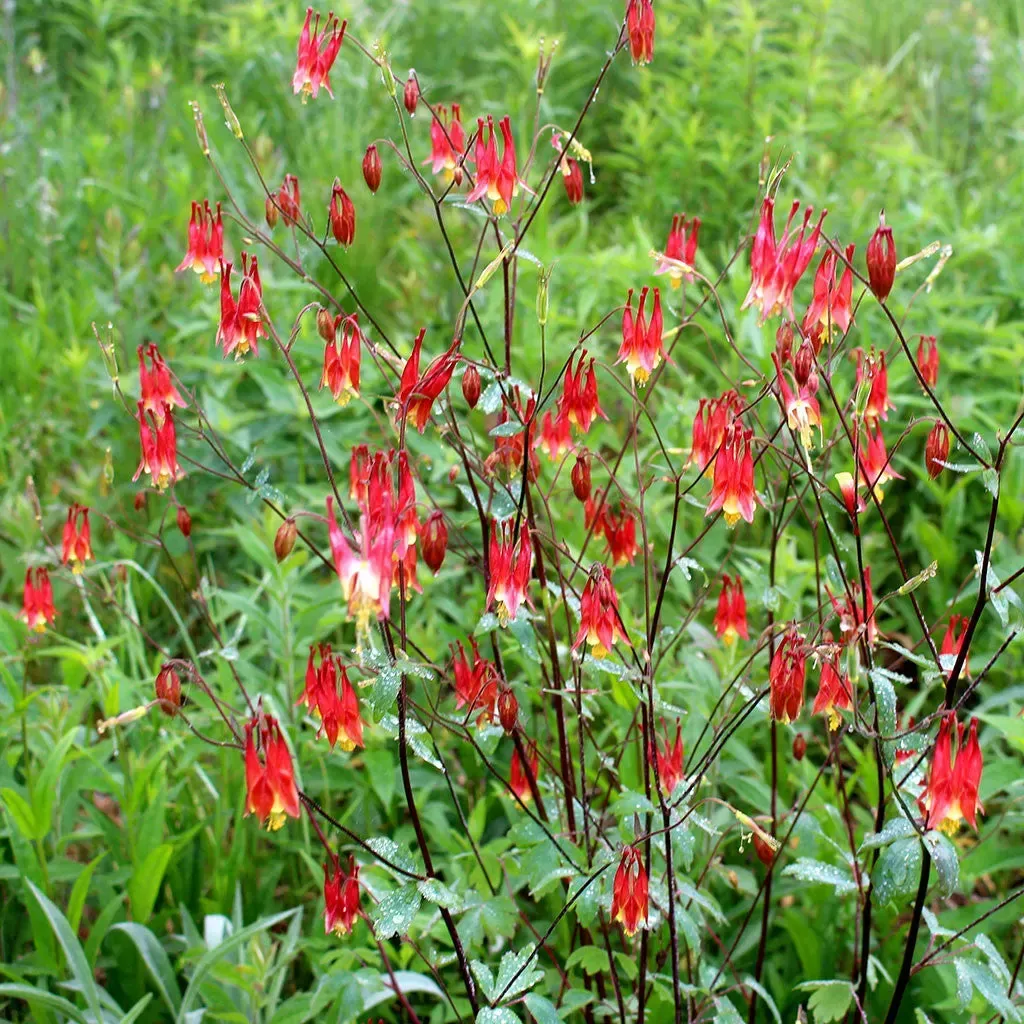 a wild columbine plant with red flowers