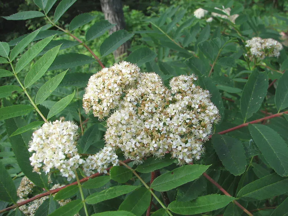 an american mountain ash flower