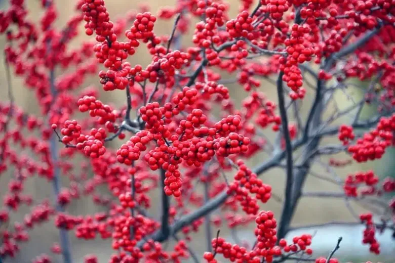 red winterberrys on dark thin branches