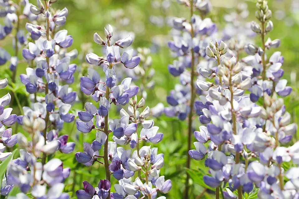 wild lupine flowers
