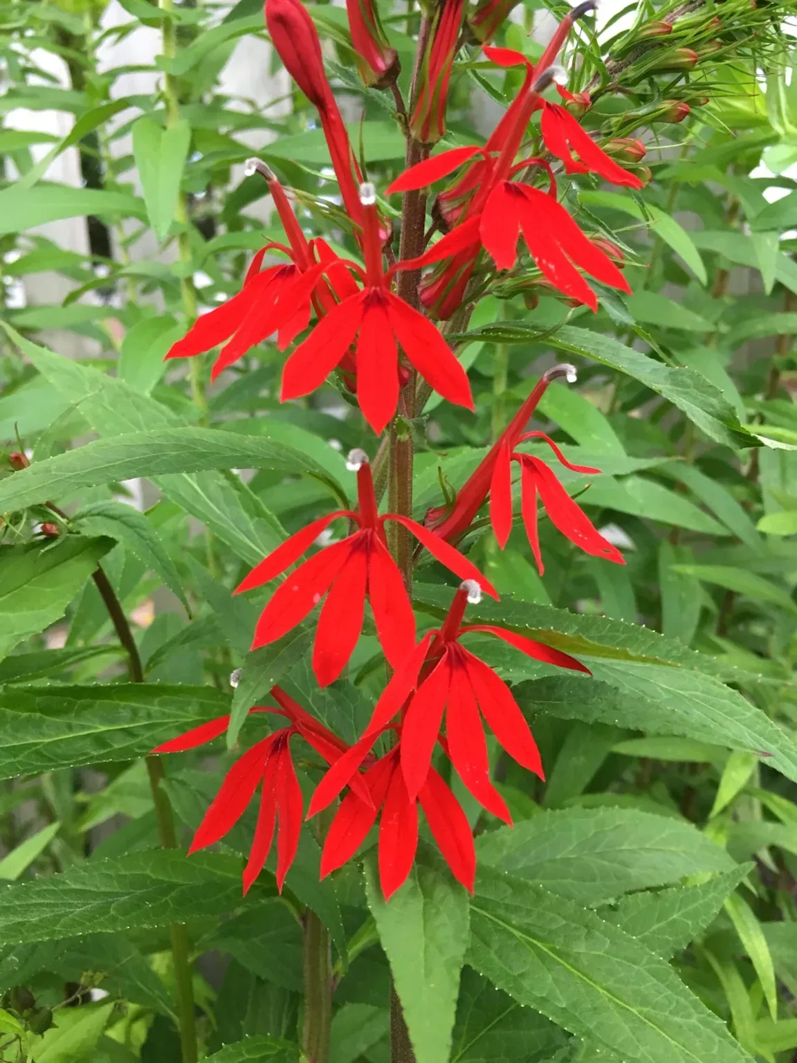 a red cardinal flower plant