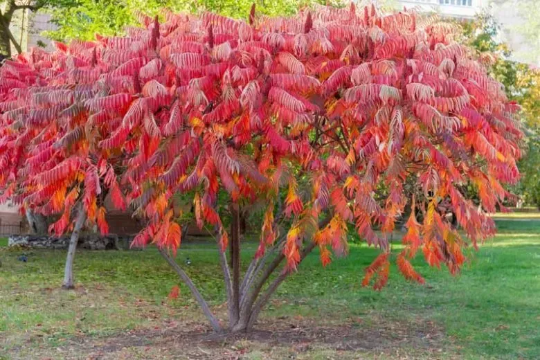 staghorn sumac tree