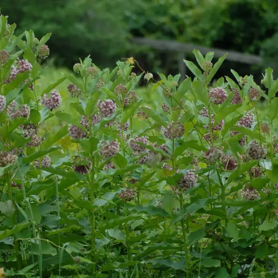 a milkweed plant