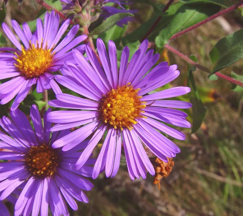 a new england aster purple flower