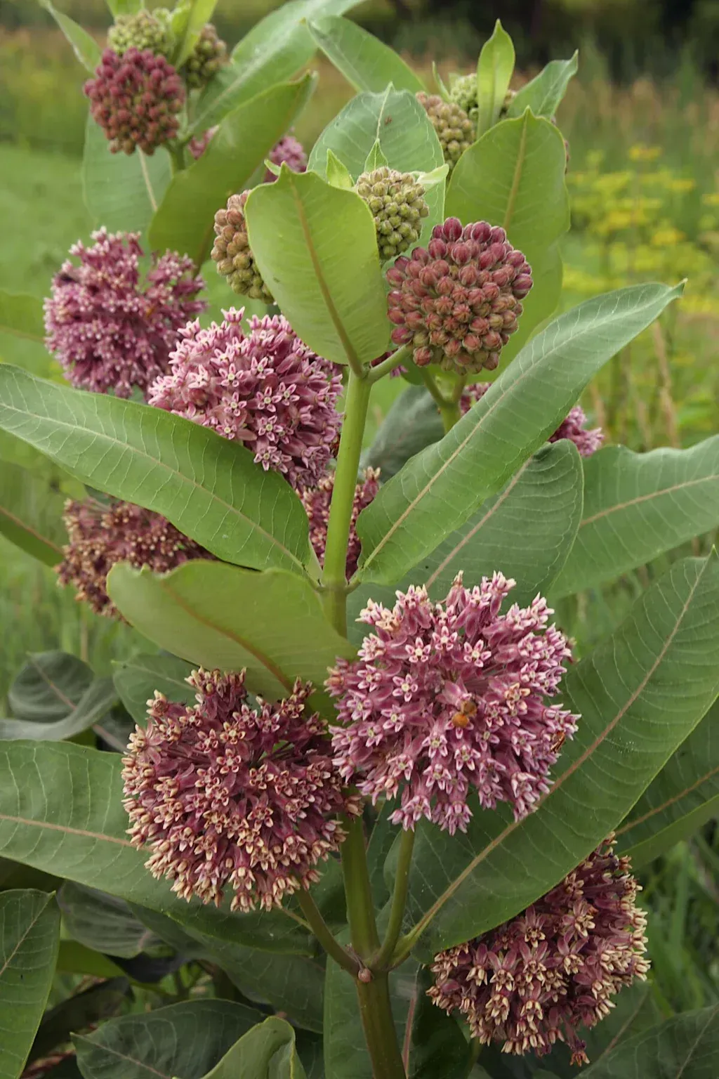 A northern bayberry plant's flowers