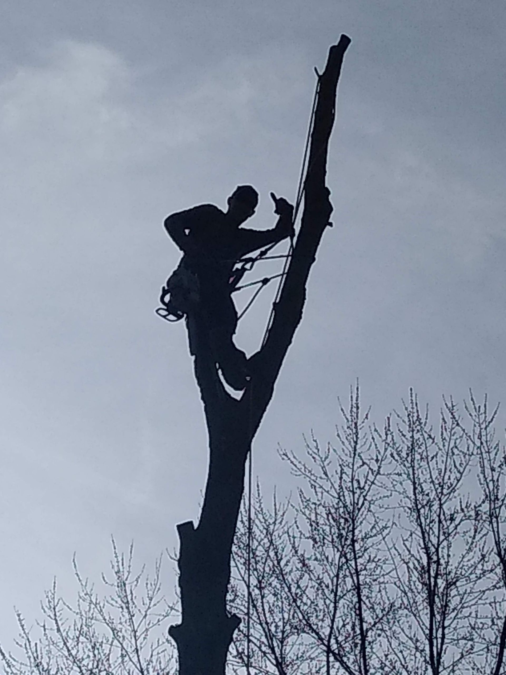Indianapolis Tree Removal