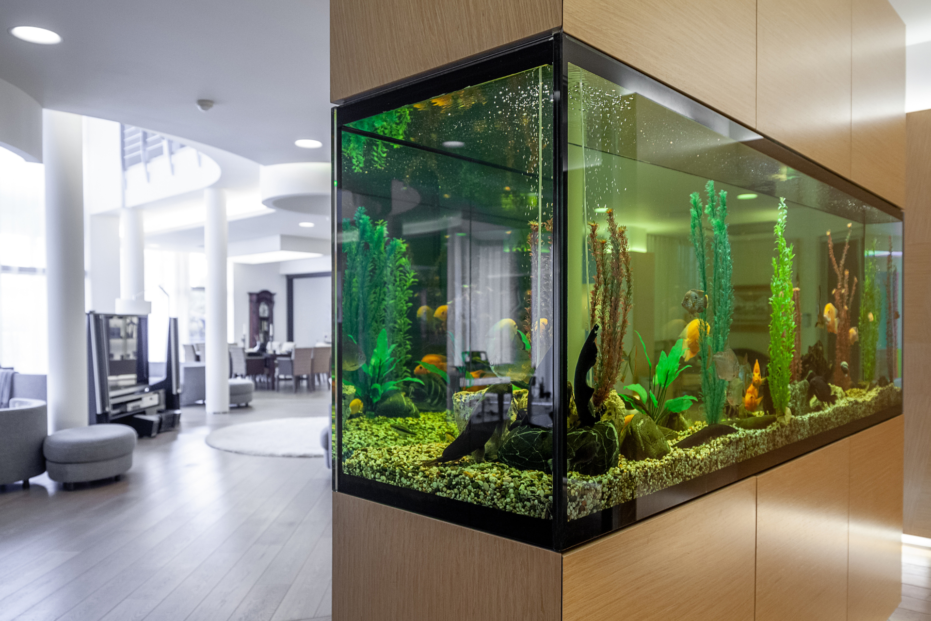Custom Home Aquarium