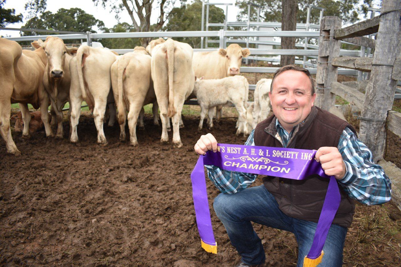 Biggest commercial cattle sale at Crows Nest Show