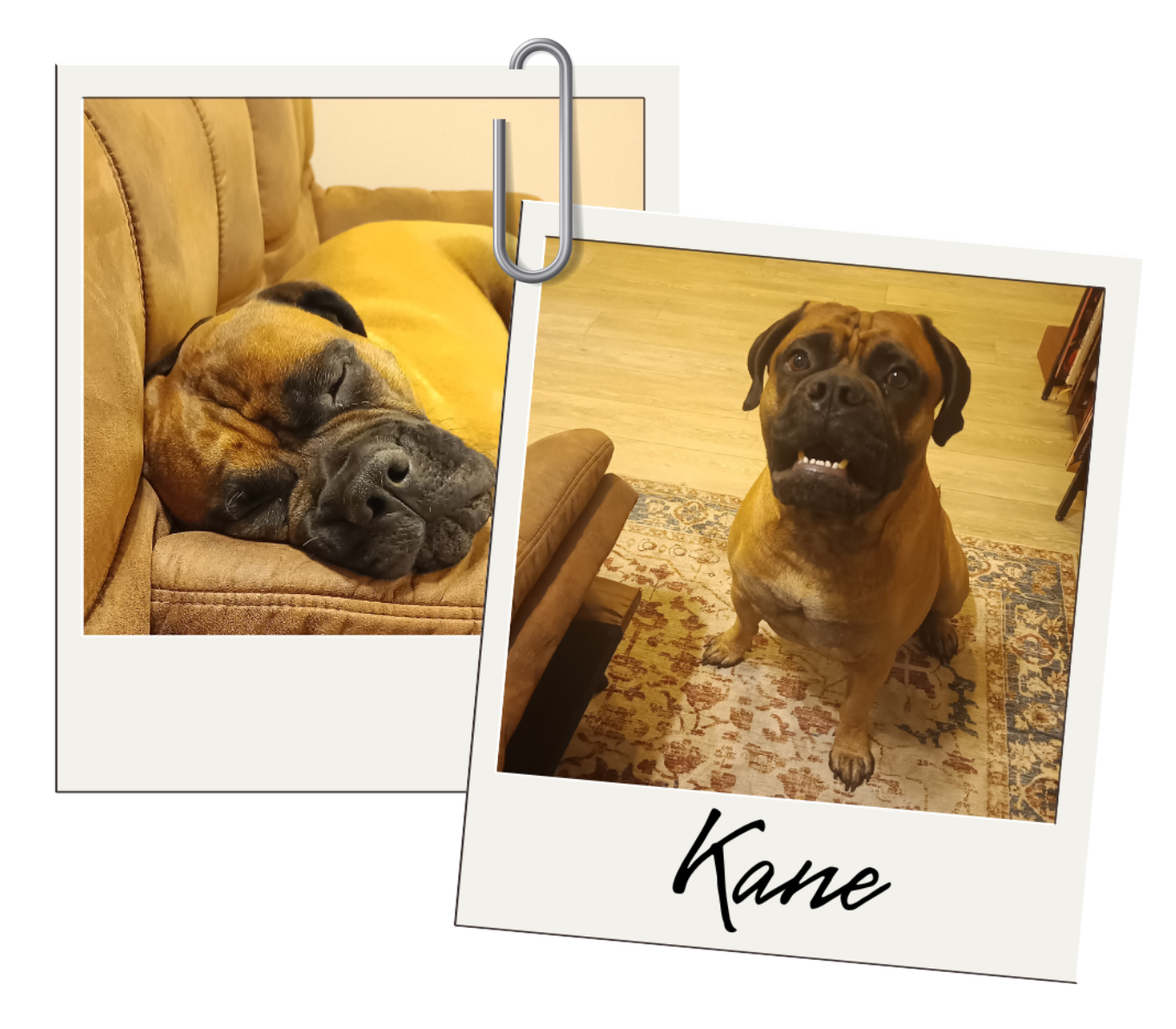 Two photos of a golden retriever: running in a grassy field and smiling, with the name 