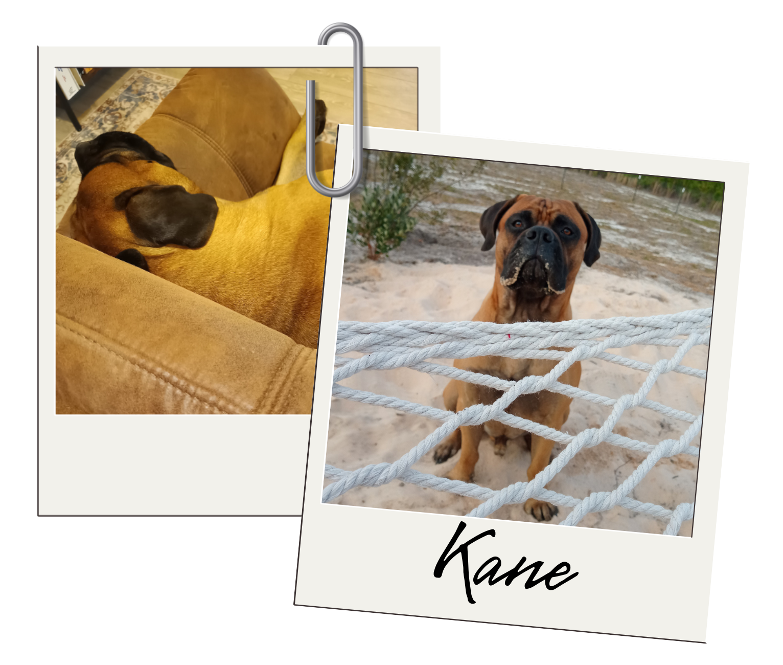 Two photos of a golden retriever: running in a grassy field and smiling, with the name 