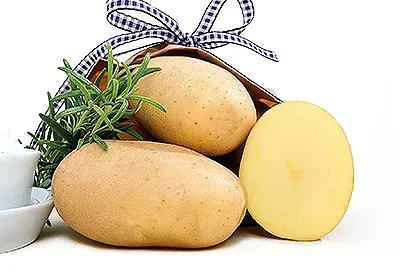 Sėklinės bulvės - Jelly