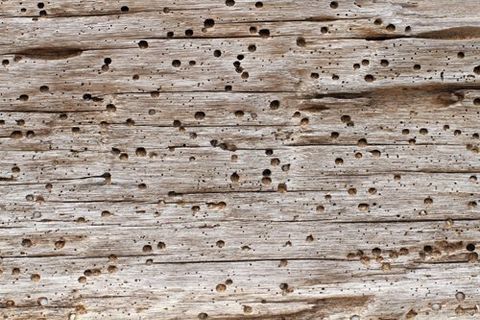 Damaged wood by termites