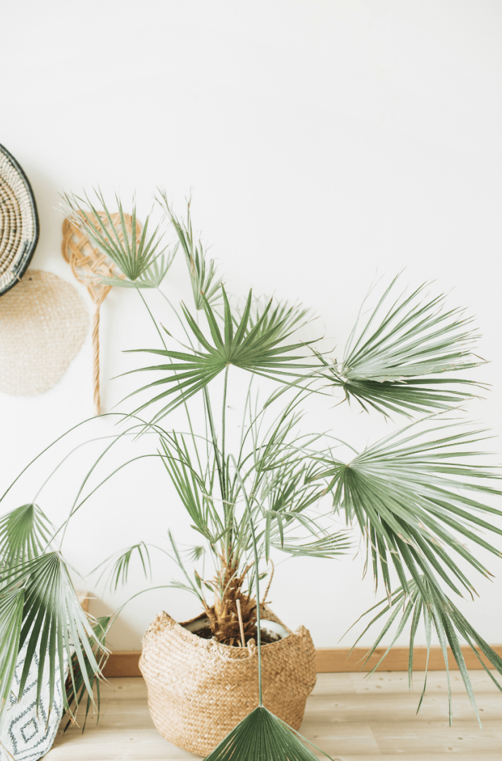 GK Marketing Online | A palm tree in a basket is sitting on a wooden floor.