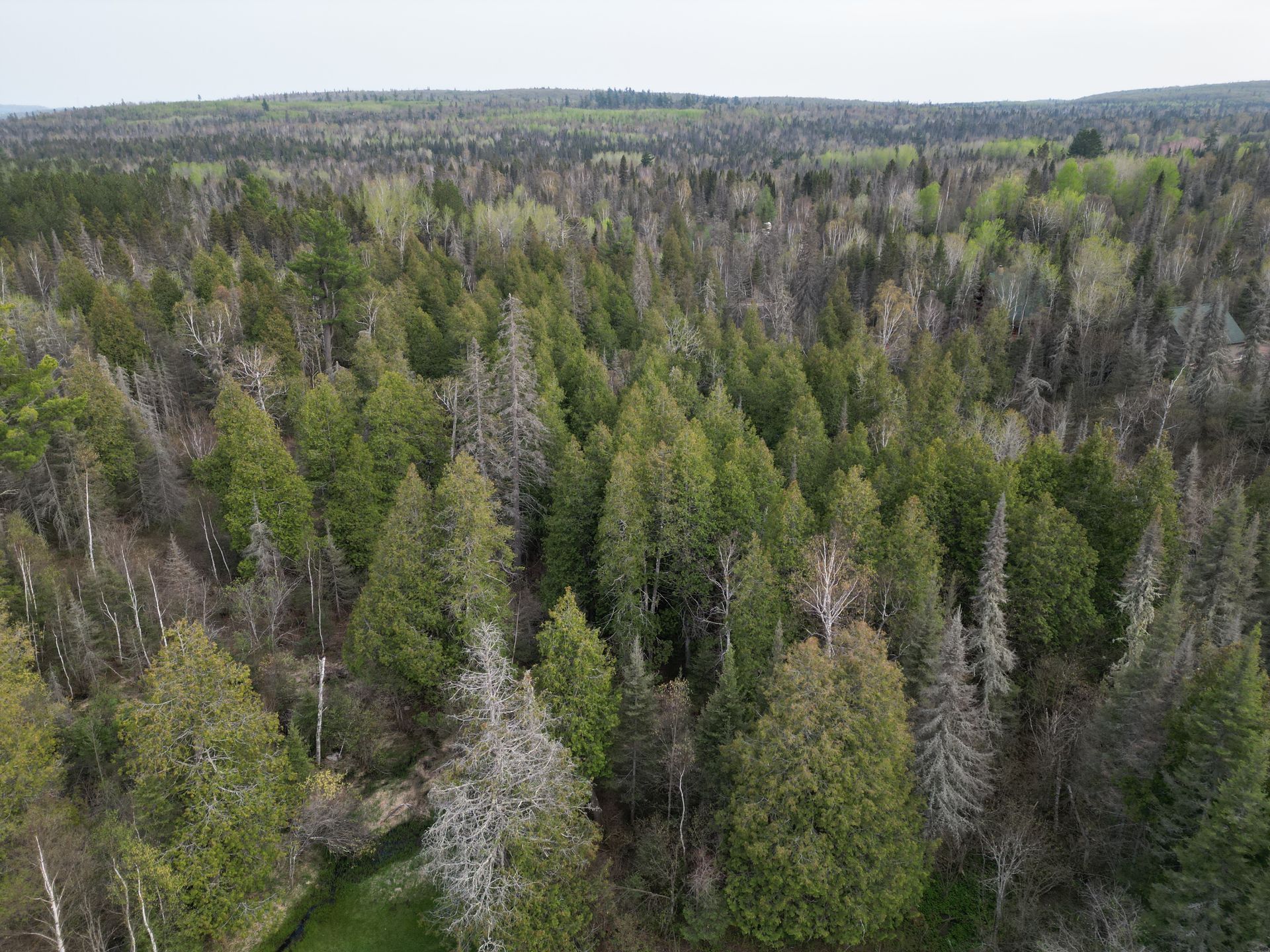 An aerial view of a lush green forest with a river running through it.