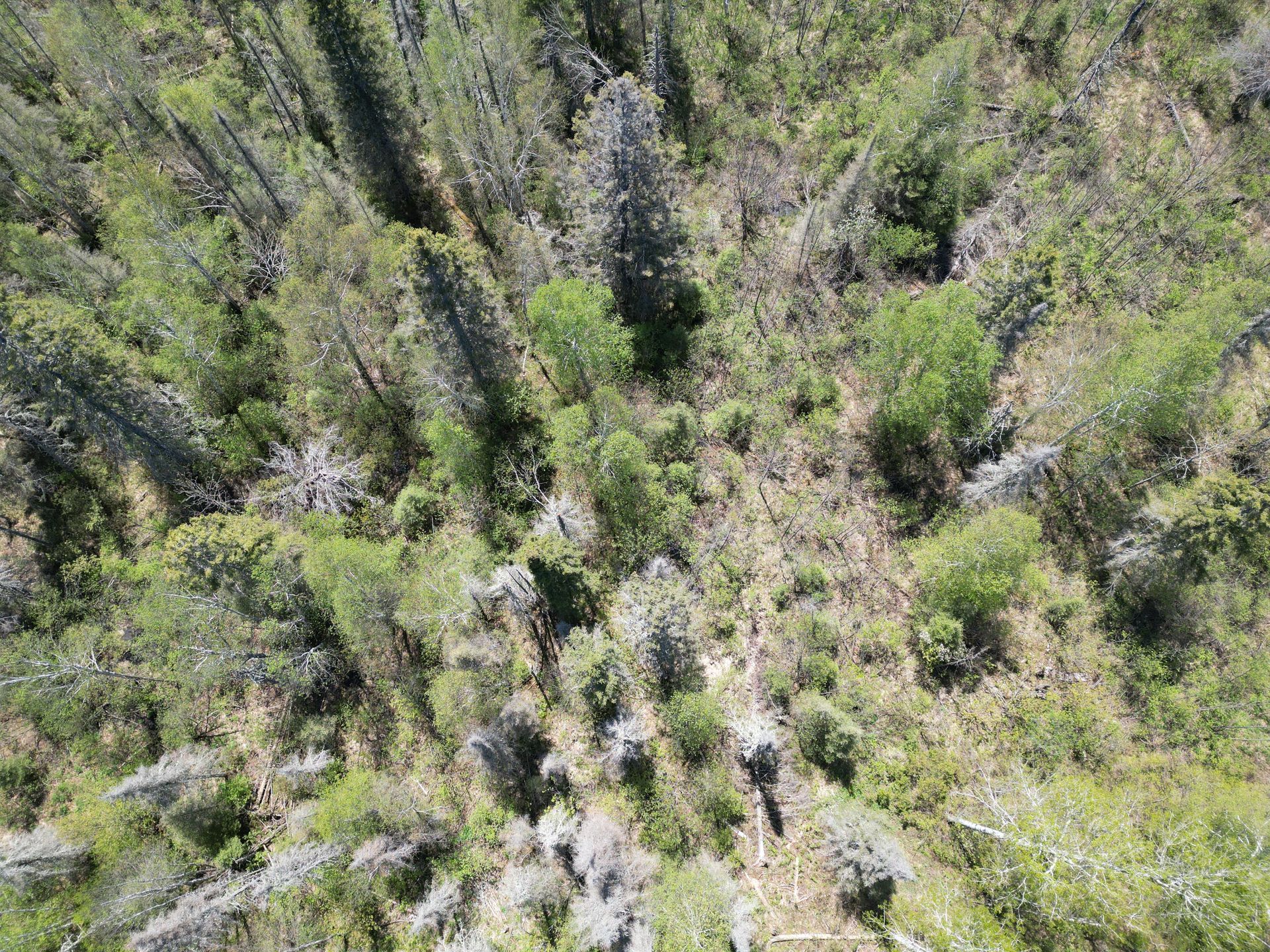An aerial view of a forest with lots of trees and shrubs.