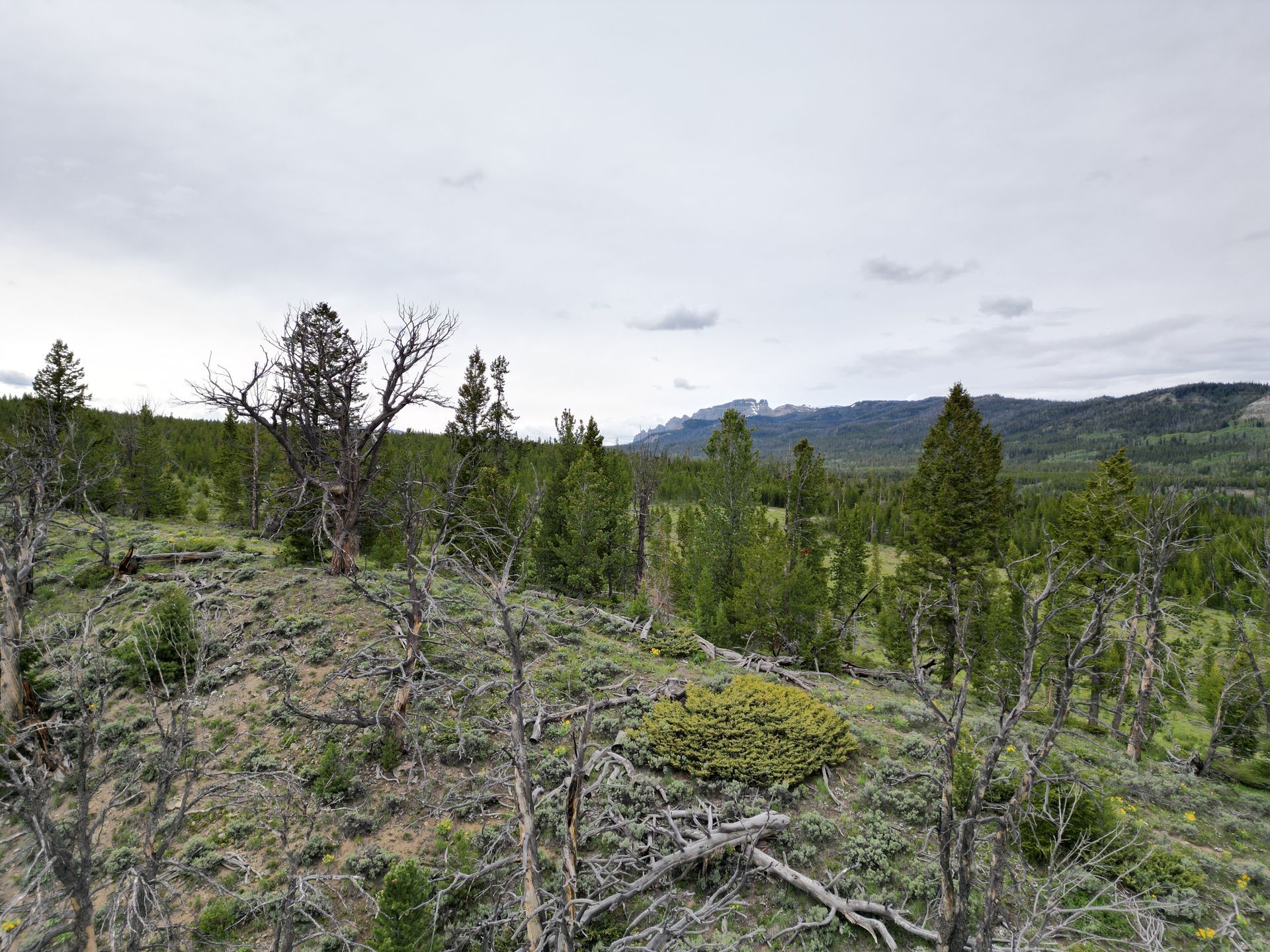 A lush green forest with mountains in the background on a cloudy day.